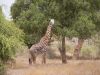  2005 Kenia - 70 - Giraffe.jpg